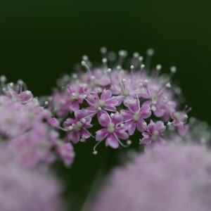 Pimpinella...... Jürgen Herborn